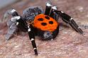 Eresus_sandaliatus_D3051_Z_88_NP De Hoge Veluwe_Nederland